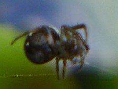 Theridiosoma gemmosum