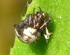 Theridiosoma gemmosum