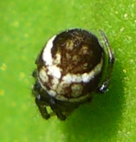 Common Eastern Ray Spider