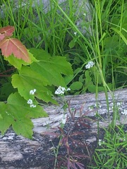 Media resource of Cicuta bulbifera