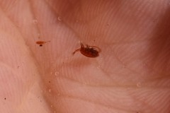 Diaptomidae