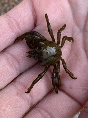 Acanthonyx lunulatus