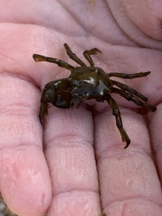 Acanthonyx lunulatus