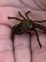 Acanthonyx lunulatus