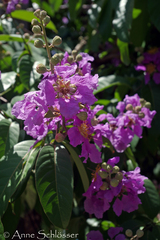 Lagerstroemia speciosa