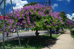Lagerstroemia speciosa