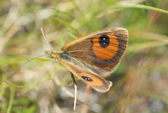 Argyrophenga antipodum