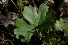 Ranunculus fallax