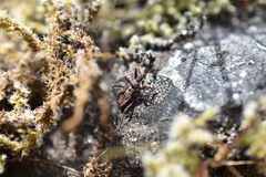 Rhynocoris ventralis