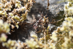 Rhynocoris ventralis