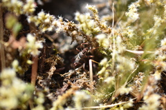 Rhynocoris ventralis