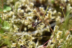 Rhynocoris ventralis