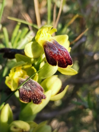 Sombre Bee-orchid
