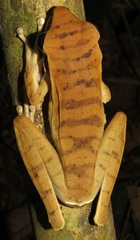 Boana lanciformis