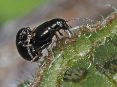 Longitarsus anchusae