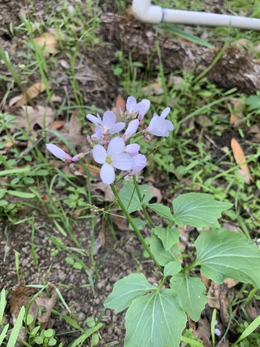 iNaturalist observation photo of milkmaids