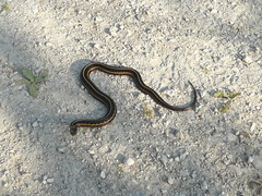 Thamnophis butleri