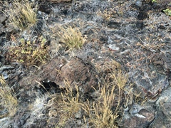 Pseudalsophis dorsalis