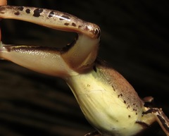 Leptodactylus didymus