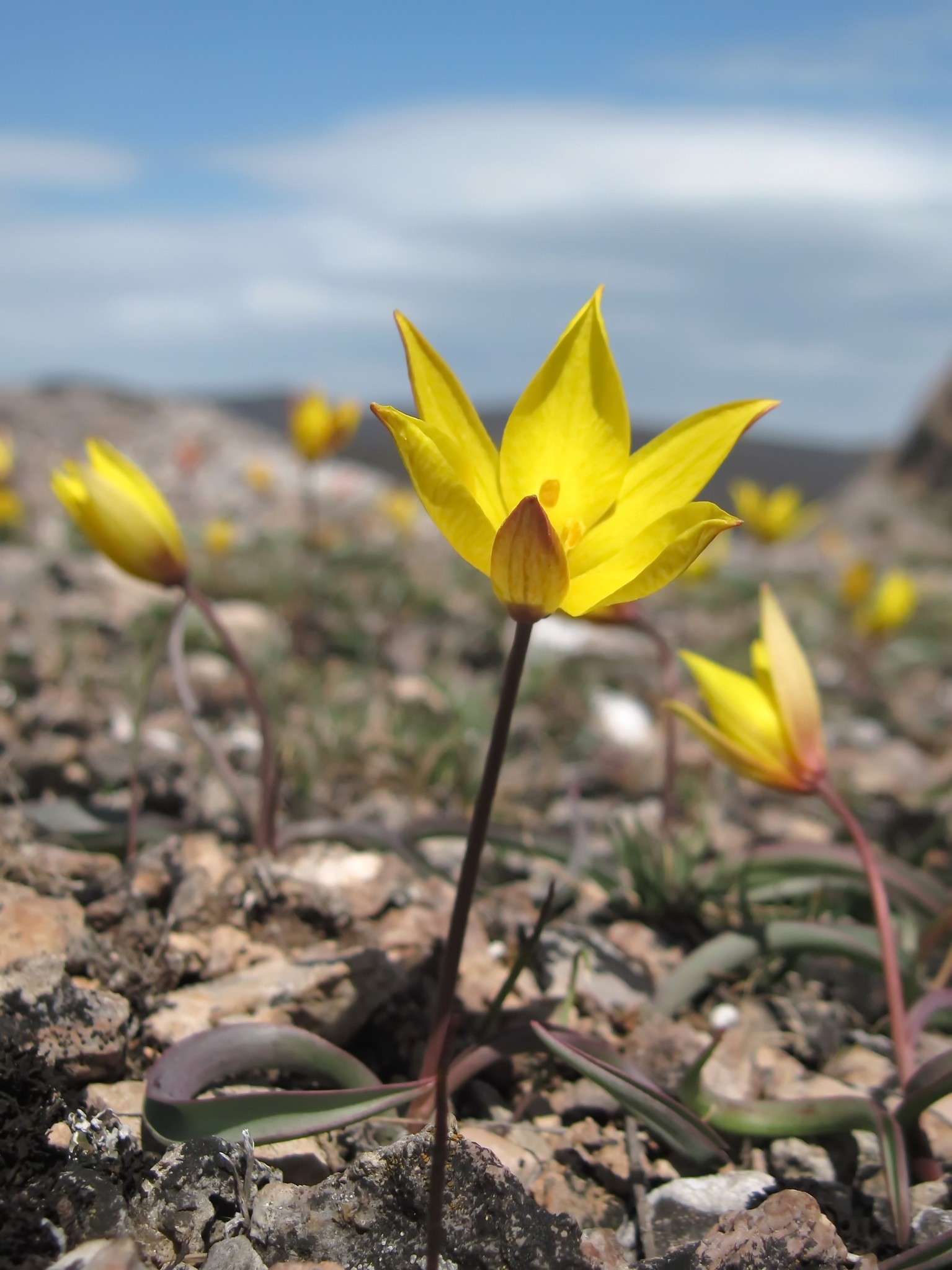 tulips (Genus Tulipa) · iNaturalist