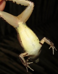 Leptodactylus didymus