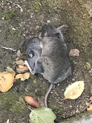 Peromyscus californicus