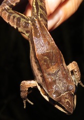 Leptodactylus didymus