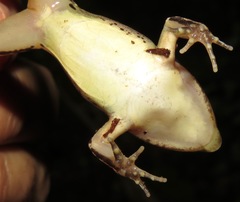 Leptodactylus didymus