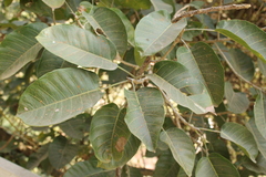 Ficus crocata