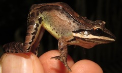 Leptodactylus didymus