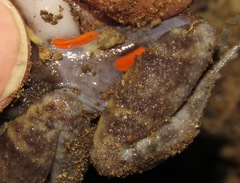 Lithodytes lineatus