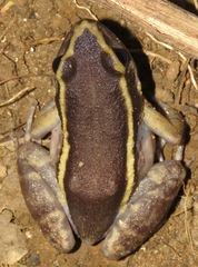Lithodytes lineatus