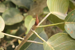 Ficus crocata