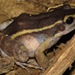 Painted Antnest Frog - Photo (c) Rich Hoyer, some rights reserved (CC BY-NC-SA), uploaded by Rich Hoyer