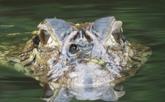 Melanosuchus niger