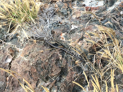 Pseudalsophis dorsalis