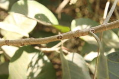 Ficus crocata