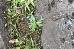 Trifolium willdenovii