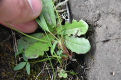 Trifolium willdenovii
