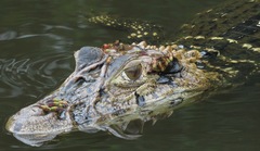 Melanosuchus niger