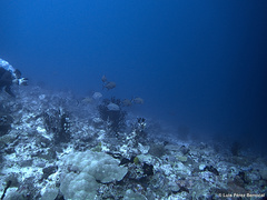Caranx lugubris