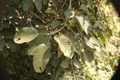 Ficus crocata