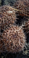Mammillaria karwinskiana karwinskiana