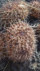 Mammillaria karwinskiana karwinskiana