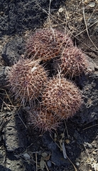 Mammillaria karwinskiana karwinskiana