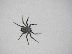 Selenops malinalxochitl