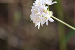 Allium roseum