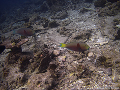 Chlorurus strongylocephalus