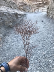 Eriogonum rixfordii