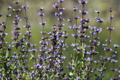 Salvia munzii